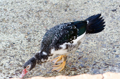 Close-up of bird in water