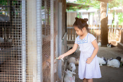 Girl feeding rabbits in cage