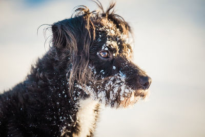 Close-up of a dog looking away