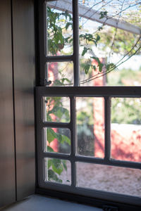 Close-up of potted plant on glass window