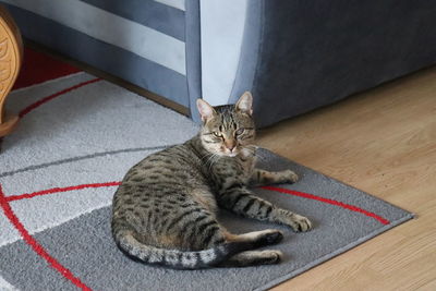 High angle view of cat resting on floor