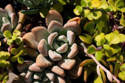 Close-up of succulent plant