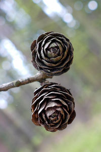 Close-up of pine cone on plant