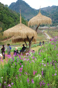 View of flowers in park