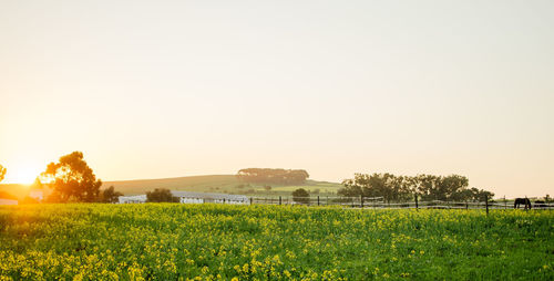 Scenic view of field against clear sky during sunset