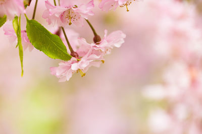 Close-up of pink cherry blossoms