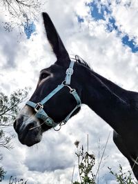 Low angle view of horse against sky