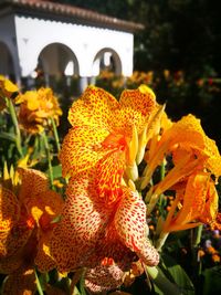 Close-up of yellow flowering plant