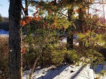 Trees in forest during winter