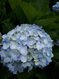 Close-up of purple hydrangea flowers