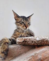 Close-up portrait of a cat resting