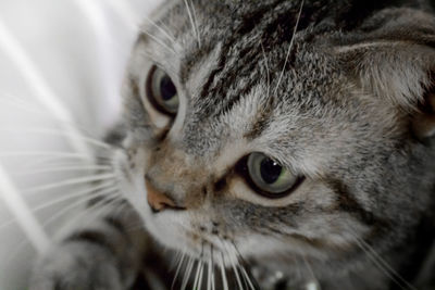 Close-up portrait of a cat