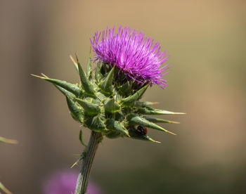 Close-up of thistle flower