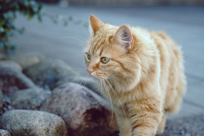 Cat looking away