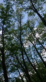 Low angle view of trees against sky