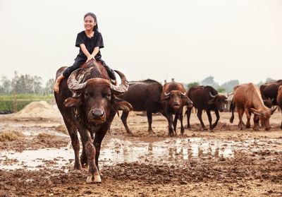Girl sitting on buffalo at farm against clear sky