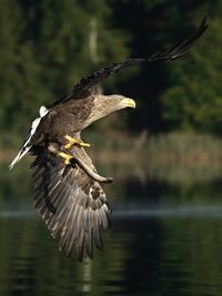 Bird flying over a lake