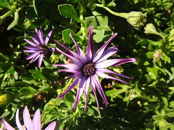 Close-up of purple flowers blooming outdoors