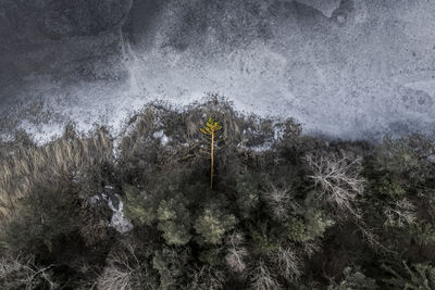 Scenic view of sea and trees during winter