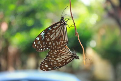 Close-up of butterfly on leaf