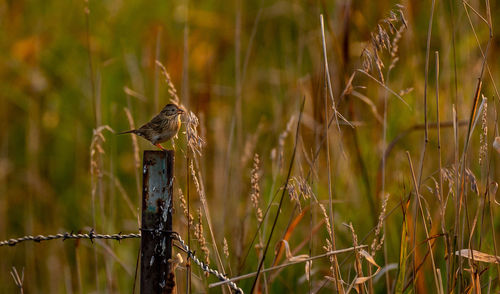 Bird perching on wooden post