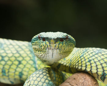 Close-up of lizard