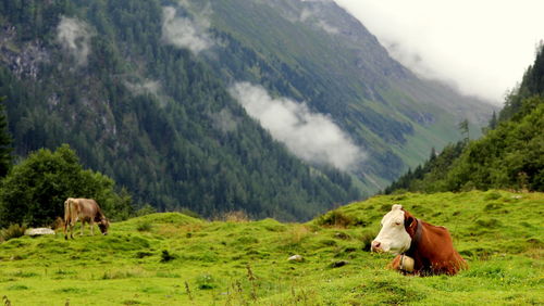 Cows on grassy field against mountains