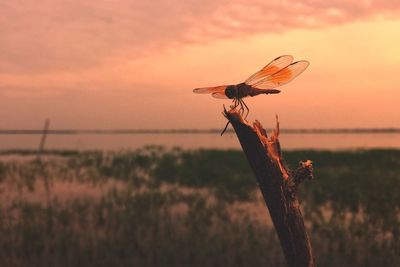 Close-up of lizard on grass against sky during sunset