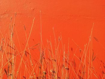 Close-up of plants on land against wall