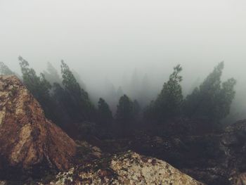 Trees on mountain against sky