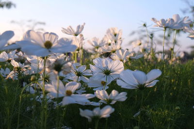 Close-up of white cosmos flowers blooming on field