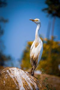 Close-up of bird perching on rock