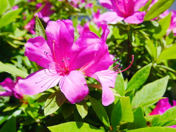 Close-up of pink flowers blooming outdoors