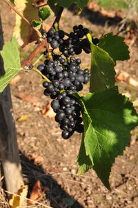 Close-up of grapes growing in vineyard