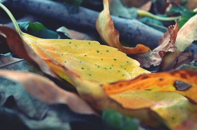 Close-up of orange leaves