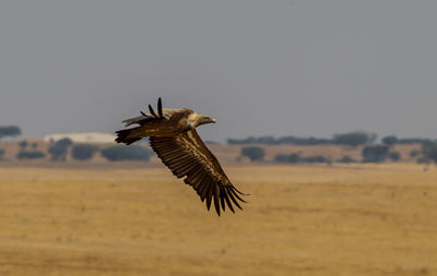 Bird flying in the sky
