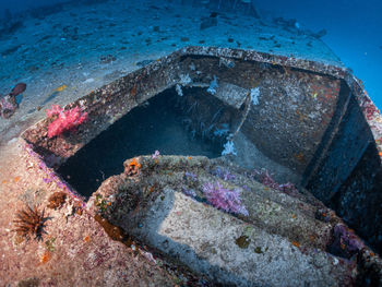 High angle view of an animal in sea