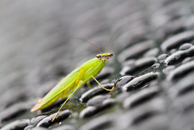 Close-up portrait of praying mantis on metal