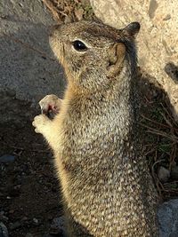 Close-up of squirrel