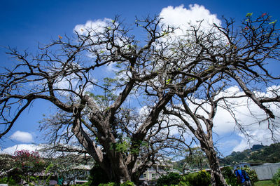 Low angle view of flower tree against sky