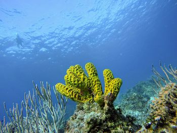 Coral del arrecife palancar