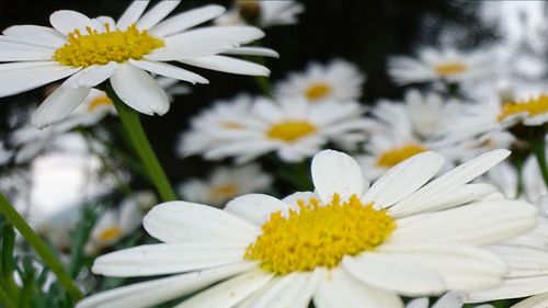 Close-up of daisies blooming outdoors