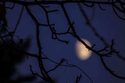 Low angle view of silhouette branches against sky