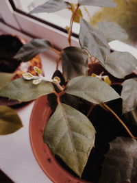 plant part