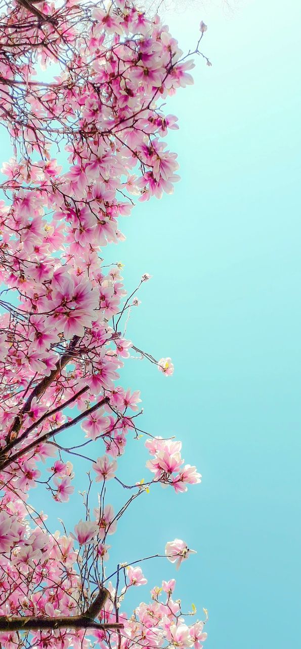 LOW ANGLE VIEW OF PINK CHERRY BLOSSOMS AGAINST SKY