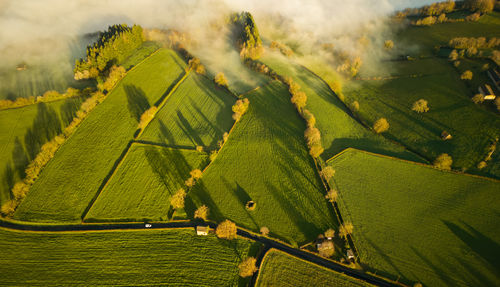 Scenic view of agricultural field