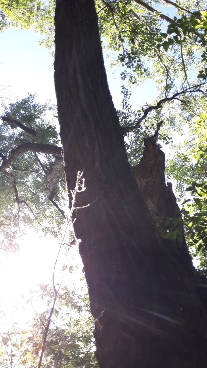 LOW ANGLE VIEW OF TREE AGAINST SKY