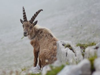Lion standing on land