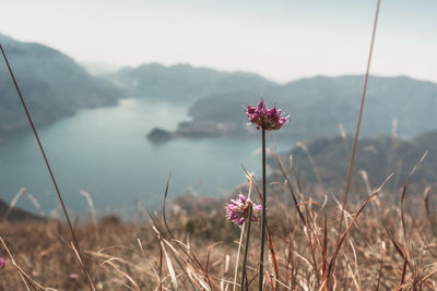 Skyflowers