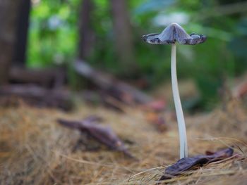 Close-up of mushroom growing on field